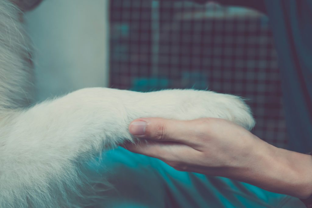 About Northgate Animal Hospital Colorado Springs Veterinarian