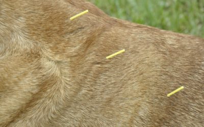 Neuromodulation: The Science Of Veterinary Medical Acupuncture