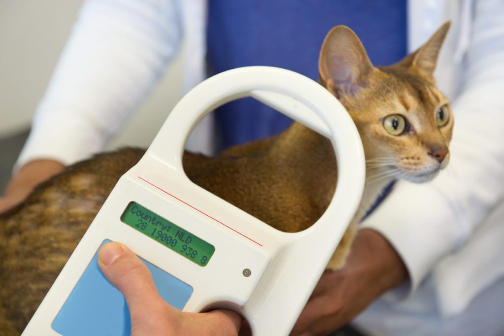 Microchipping 101 Why Is It Important To Microchip My Pet? Northgate