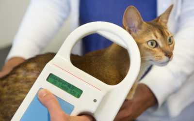 Microchipping 101: Why Is It Important To Microchip My Pet?