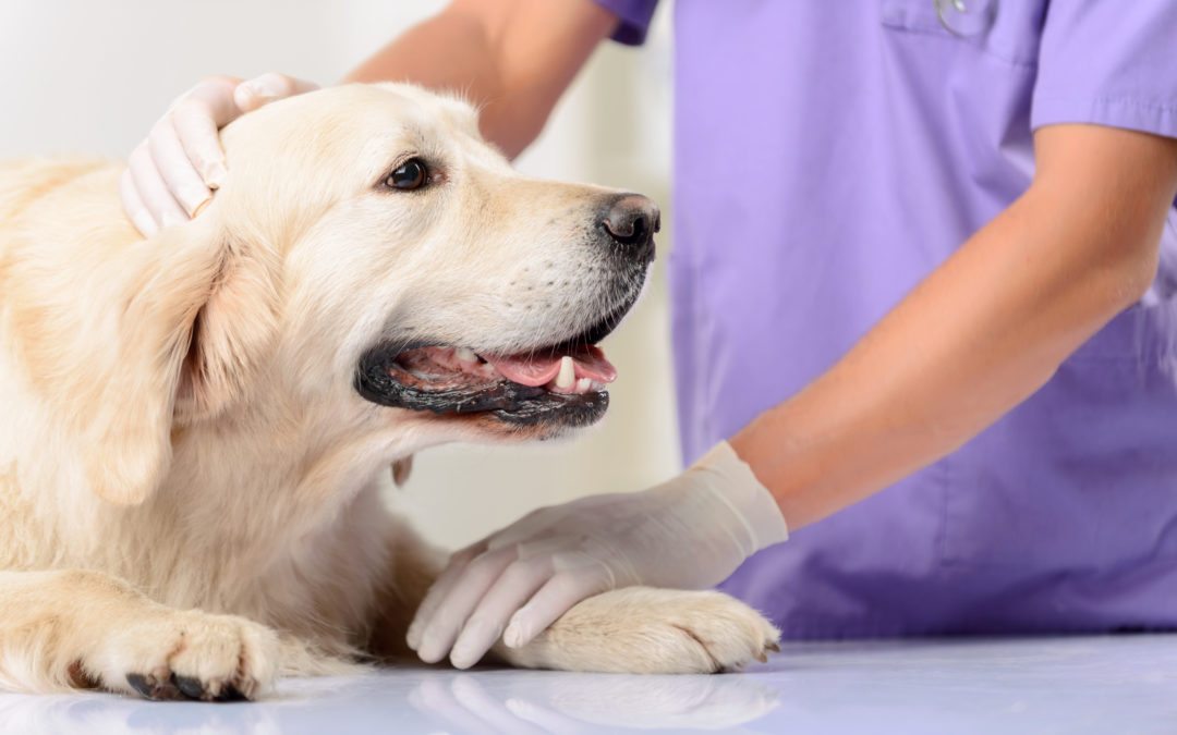 Understanding Key Veterinary Terms Can Improve Your Companion’s Next Checkup