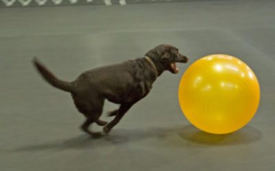 Treibball Is A Fun Game To Play With Your Dog