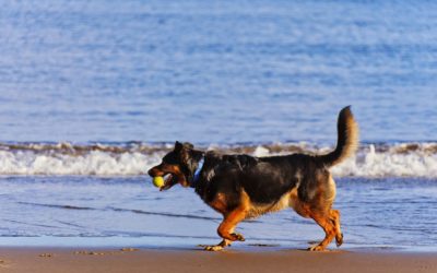 Why Do Dogs Wag Their Tails?