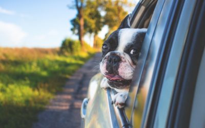 Holiday Travel Planning: Dogs Coming, Going, Or Staying