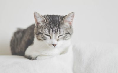 How To Kitten-Proof Your Home