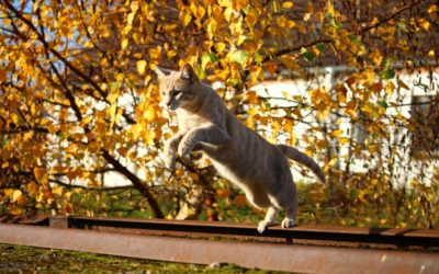 Pet Health Tips For Autumn