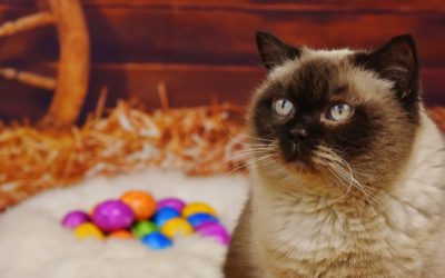 Easter Fun With Fluffy: Keeping Your Companions Safe and Healthy During The Holiday