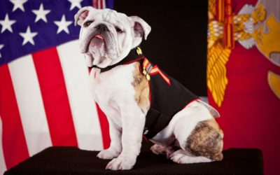Companion Safety Tips For Memorial Day