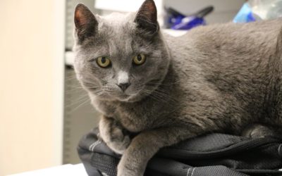 6 Simple Tips For Exercising Your Senior Cat
