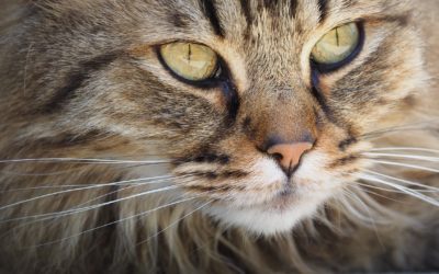 10 Litter Box Tips, Part 2