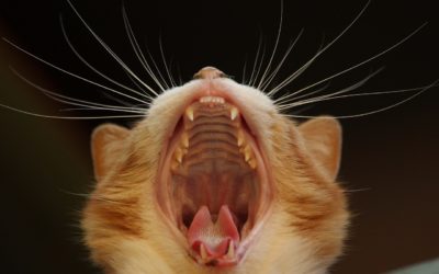 What Is An Anesthesia Free Companion Dental Cleaning?
