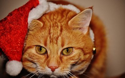 5 Tips To Protect Your Dog and Cat This Holiday Season
