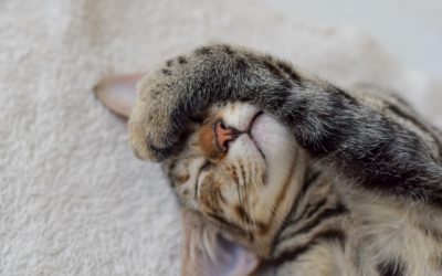 Kitten Care 101