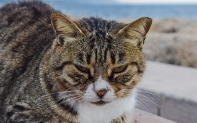 Stress – The Silent Player In Feline Disease