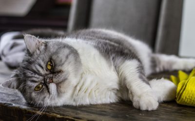 Fat Cat Box