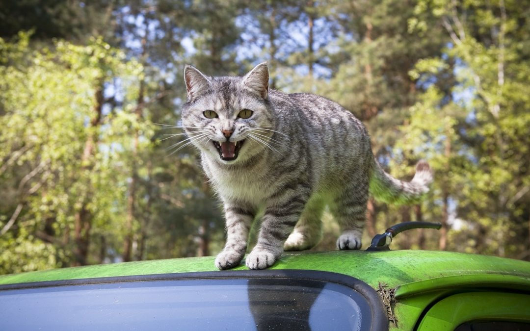 do cats get car sick