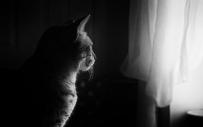 Why Your Cat Should Stay Indoors