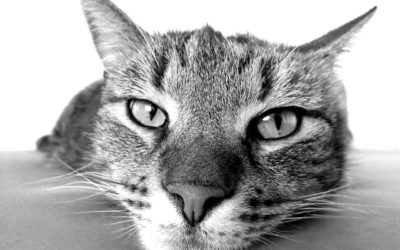 10 Assumptions That May Hurt Your Cat
