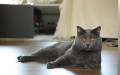 Arthritis In Cats