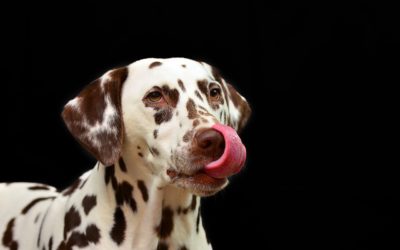 Choosing The Right Dog