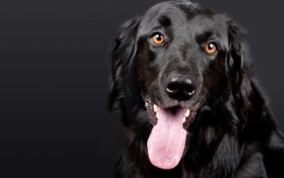 Calling For Canine Blood Donors