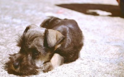 Animal Stress – Behavior and Health