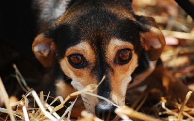 What You Need To Know About Heartworm Disease