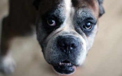 Eight Tips For Coping With Your Dog’s Age-Related Hearing Loss
