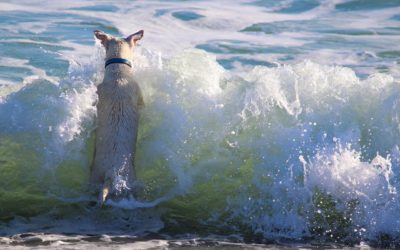 Spring Exercise and Safety