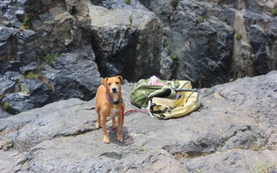Hiking With Your Pooch