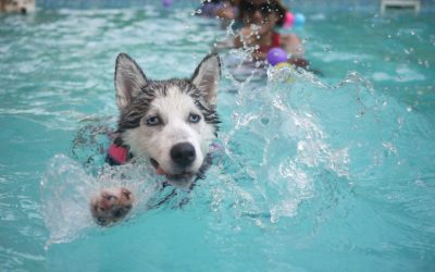 Our Top 10 Summer Safety Tips For Dogs