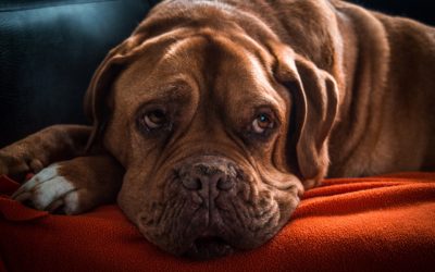The Top 10 Signs Your Dog May Be Sick (And What You Can Do About It)