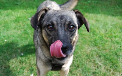 Why Does My Dog Lick So Much?
