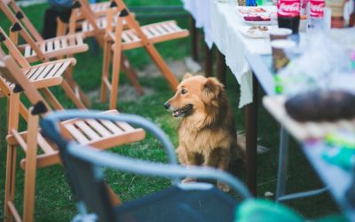 Cesar 101: Making Dinner Special