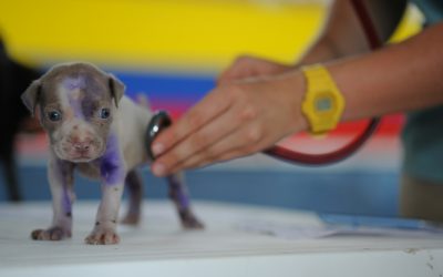 World Veterinary Day – April 30, 2016