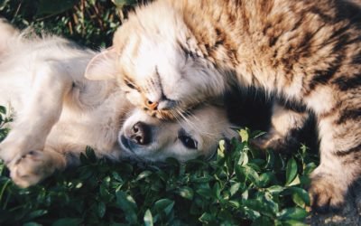 Seven Summer Dog and Cat Safety Tips