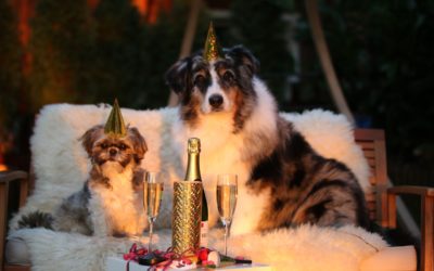 Make New Year’s Eve Safe For Your Companion