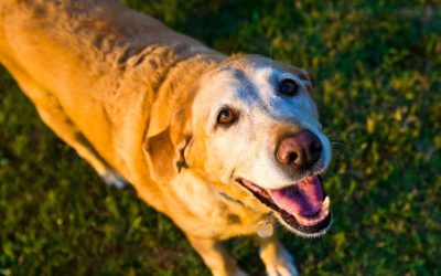 6 Tips For Exercising Your Senior Dog