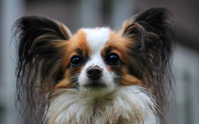 Why Is My Dog Shaking?