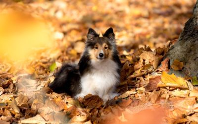Autumn Concerns About Fleas, Ticks, And Mosquitoes