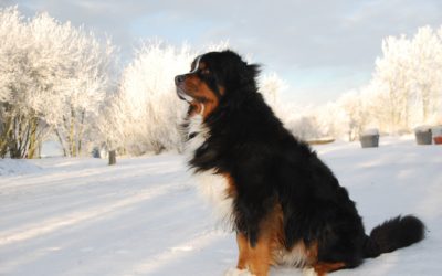 Cold Weather Tips For Dogs