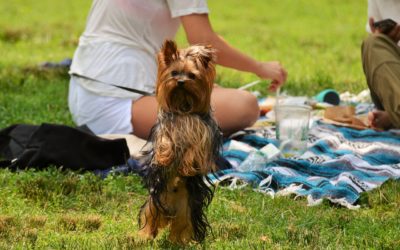 Dogs and Picnic Dangers