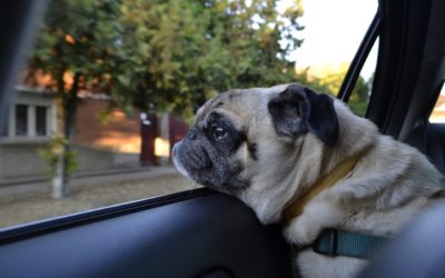 Summer Fun and Safety For Your Companion