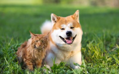 The Ins and Out of Companion Health Insurance
