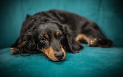 The Importance Of Protecting Your Companion From Disease