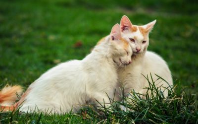 Tips To Strengthen The Bond With Your Cat