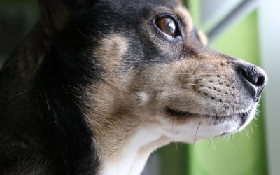How To Provide Blood For Dogs and Cats in Need