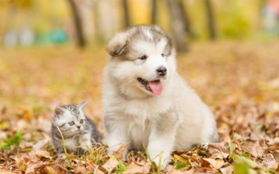 Thanksgiving Safety Tips For Your Companion