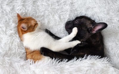Animal Stress – Behavior and Health