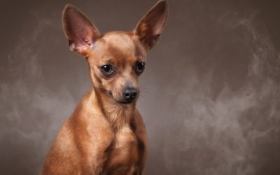 Smoking Around Your Pet Is Detrimental To Their Health